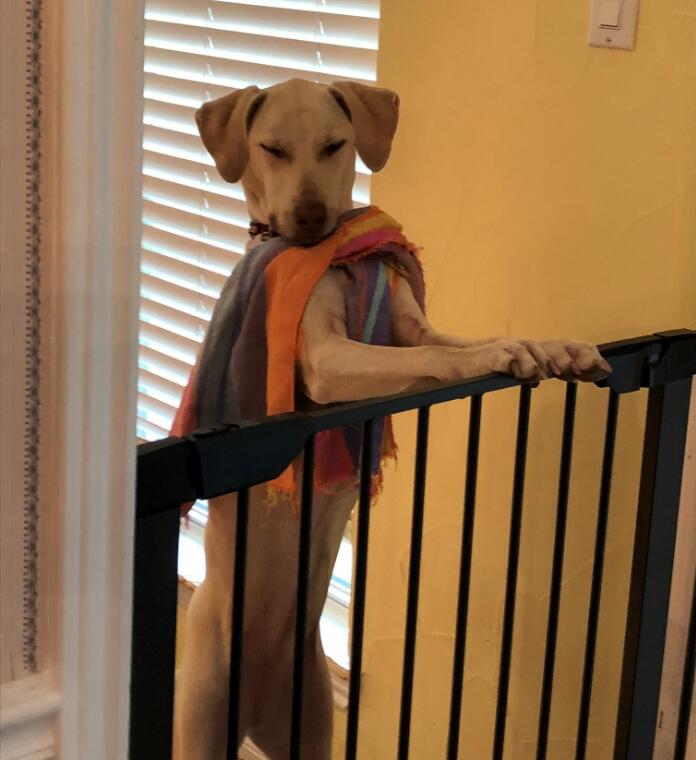 Stella wearing a scarf